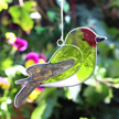 Suncatcher - Goldfinch